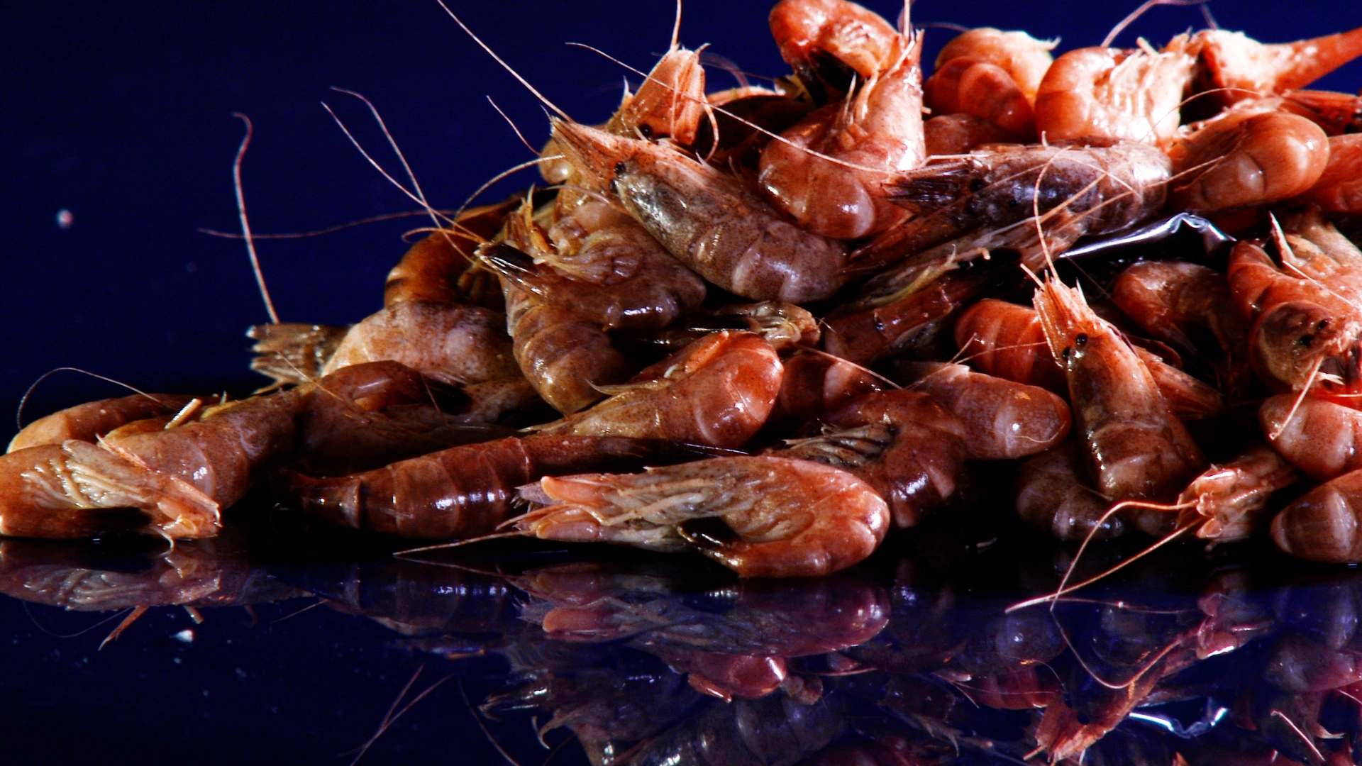Crevettes grises France  Poissonnerie Paon & livraison à domicile